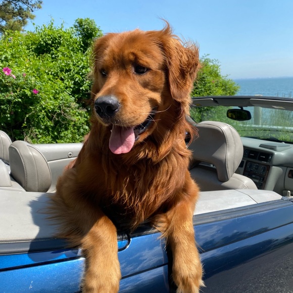 Meet your Posher, Move in Style - Picture 10 of 12